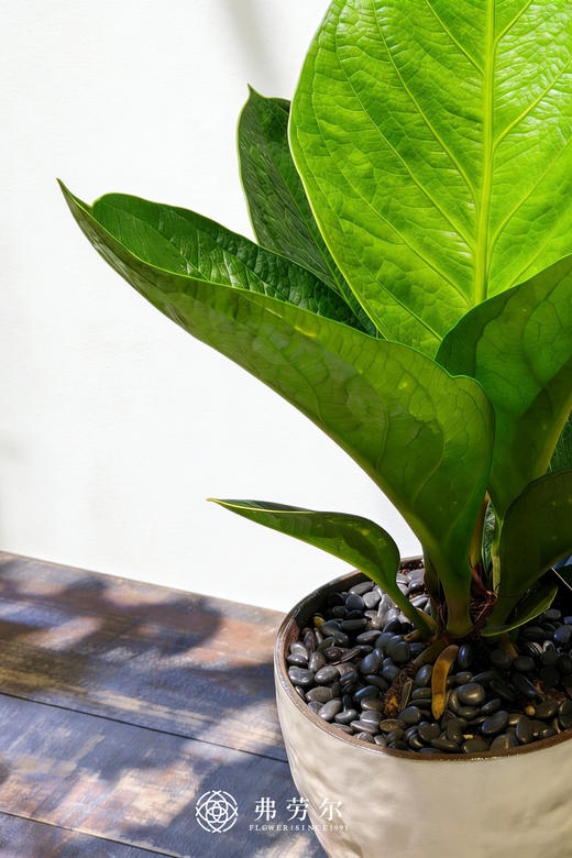 白盆聚宝盆 商品图1