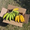 生态皇帝蕉 | 绿家自产 * Eco- King Banana | In-House Production 商品缩略图4