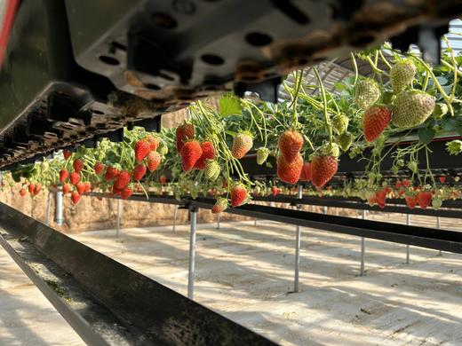 【丰莓1号】良好农业GAP认证草莓【BJ】（1450g，快递包邮到家） 商品图6