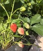 【丰莓1号】良好农业GAP认证草莓【BJ】（1450g，快递包邮到家） 商品缩略图4