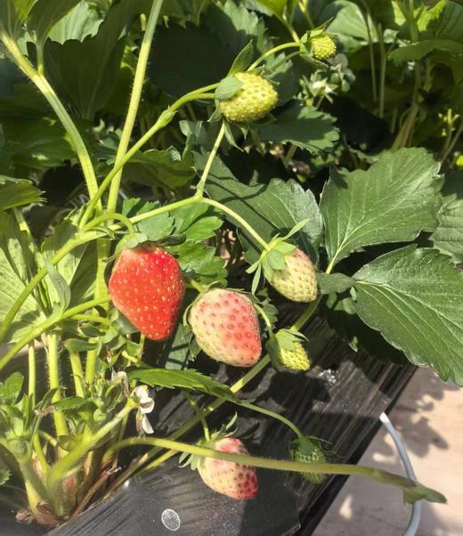 【丰莓1号】良好农业GAP认证草莓【BJ】（1450g，快递包邮到家） 商品图4