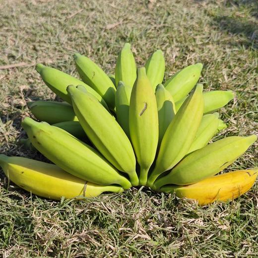 生态皇帝蕉 | 绿家自产 * Eco- King Banana | In-House Production 商品图2