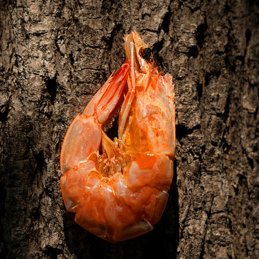 有机烤虾300g/盒*3  付款后24小时内产地直发全国配送（偏远地区除外） 商品图2