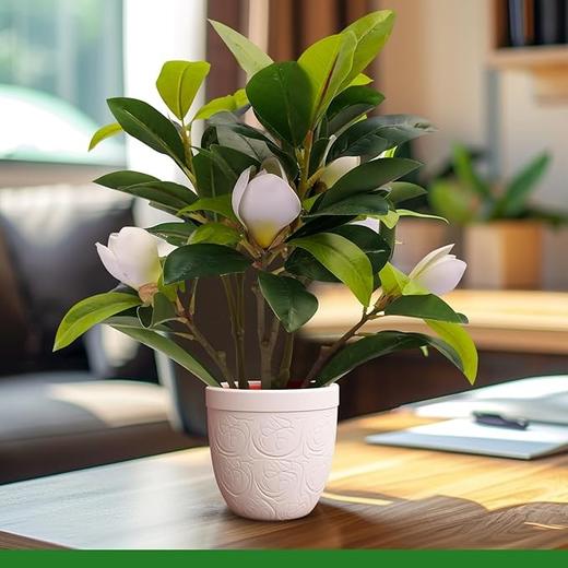 美国 LIVN GREEN 小型仿生植物装饰 优雅摆件 高40cm 商品图3