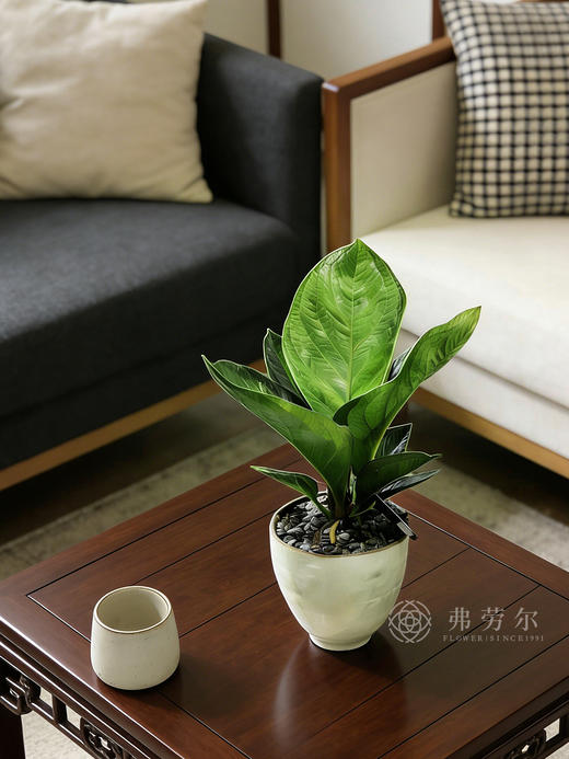 白盆聚宝盆 商品图0