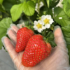 【丰莓1号】良好农业GAP认证草莓【BJ】（1450g，快递包邮到家） 商品缩略图0