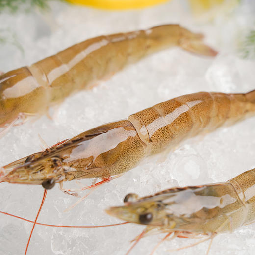 有机带头生虾  400g/盒*3盒 付款后24小时内产地直发全国配送（偏远地区除外） 商品图7