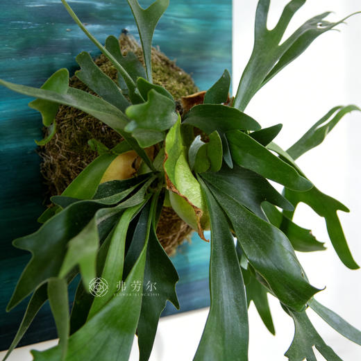 板植鹿角蕨 商品图2