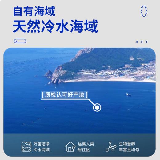 严选 | 冠参岛淡干海参 30根礼盒装 金色礼袋 约4cm/根 商品图3