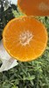 四川爱媛38有机果冻橙 商品缩略图2