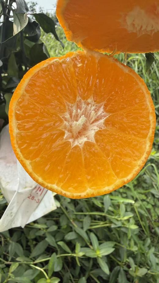 四川爱媛38有机果冻橙 商品图2