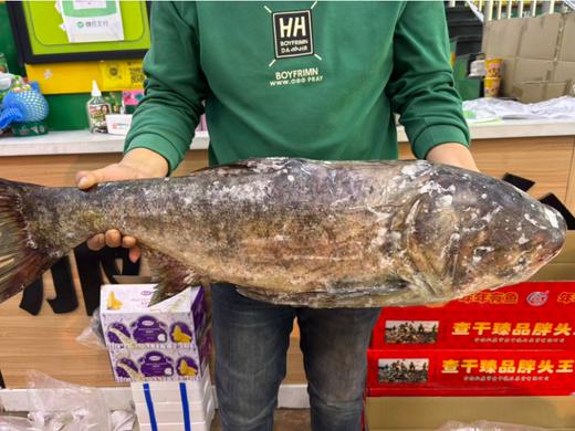 查干臻品胖头鱼礼盒 商品图2