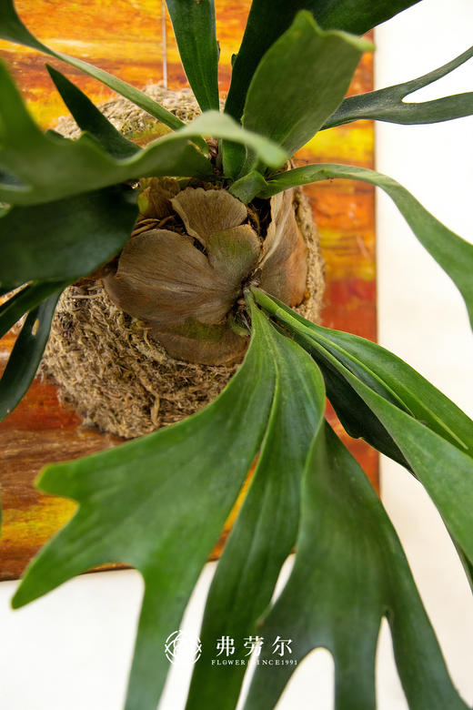 板植鹿角蕨 商品图1