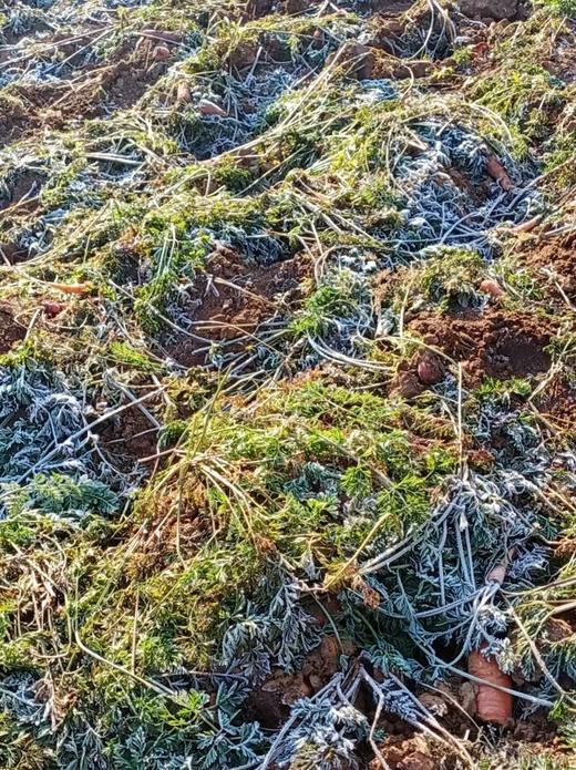 YXG黄土高原红土地生态胡萝卜精品果 （40—200g） 4.5斤/箱 商品图4