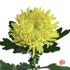 小菊-绿足球 10枝1扎 商品缩略图1