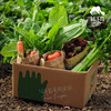 生态丰产蔬菜箱(冬季，一件包邮）| 绿家自产*ecological eafy vegetables | Self-production 商品缩略图1