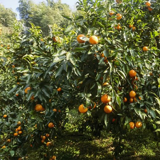 生态沃柑/砂糖橘 | 合作生产 * Ecological Orah | Partner Production 商品图1