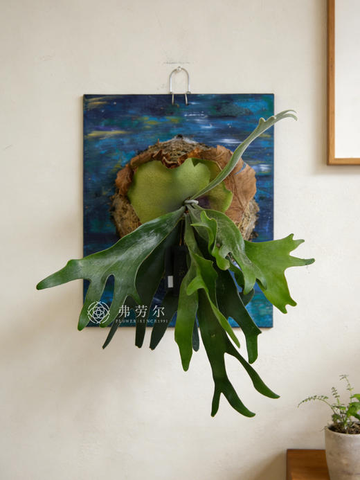 鹿角蕨 商品图0