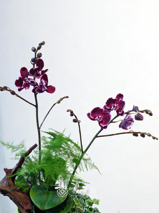 心想事成-青花瓷盆蝴蝶兰 商品图2