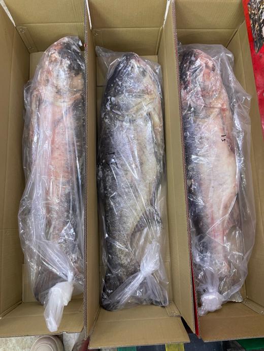 查干臻品胖头鱼礼盒 商品图1