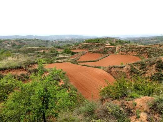 YXG黄土高原红土地生态胡萝卜精品果 （40—200g） 4.5斤/箱 商品图3