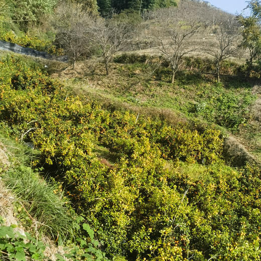 生态沃柑/砂糖橘 | 合作生产 * Ecological Orah | Partner Production 商品图3