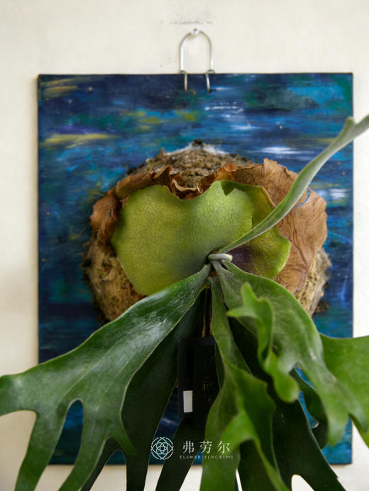 鹿角蕨 商品图1