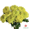 小菊-绿足球 10枝1扎 商品缩略图0