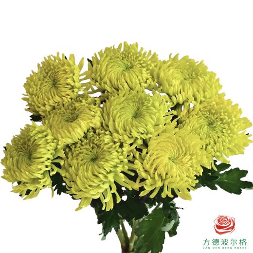 小菊-绿足球 10枝1扎 商品图0