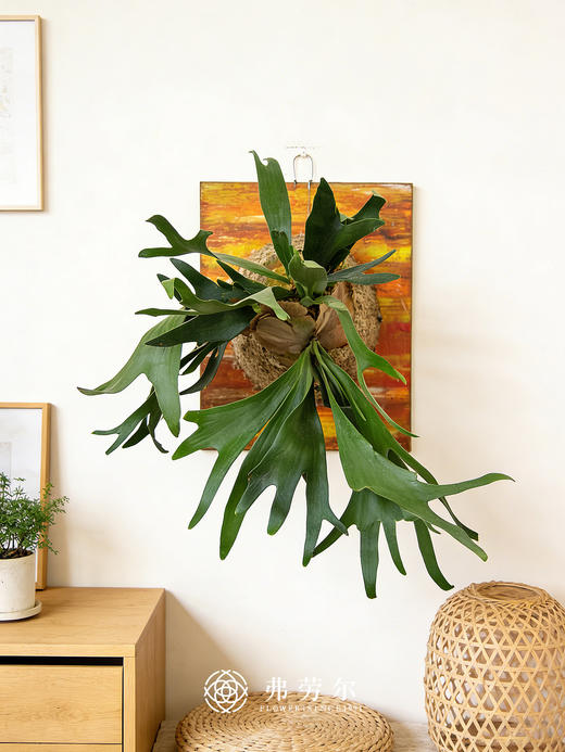 板植鹿角蕨 商品图0