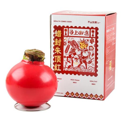朱顶红/份 花束 商品图2