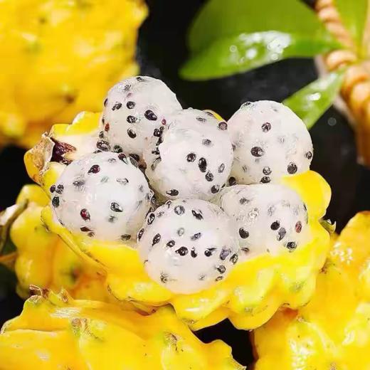 【云南黄金燕窝果】丝丝如燕窝 爽滑细腻 金黄诱人 晶莹剔透 滑如燕窝 健康新鲜 4种规格任选 商品图0