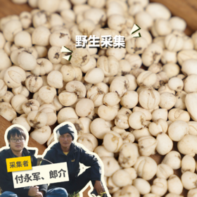 野生川贝母（松贝） | 合作生产*Wild Fritillaria thunbergii| Partner Production