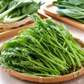 放心嫩嫩菜(茼蒿) 200g/袋  叶菜
