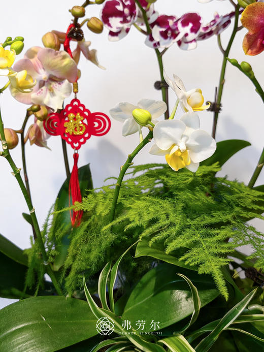 欣欣向荣-陶盆蝴蝶兰 商品图2