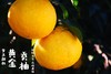 黄金贡柚|有机种植|果肉饱满 果汁丰盈 个大饱满 肉嫩多汁 商品缩略图0