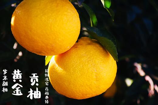 黄金贡柚|有机种植|果肉饱满 果汁丰盈 个大饱满 肉嫩多汁 商品图0