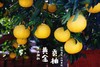 黄金贡柚|有机种植|果肉饱满 果汁丰盈 个大饱满 肉嫩多汁 商品缩略图4