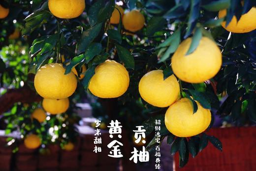 黄金贡柚|有机种植|果肉饱满 果汁丰盈 个大饱满 肉嫩多汁 商品图4