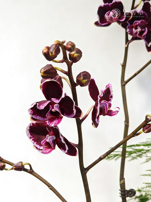 安居乐业-高脚蓝白盆蝴蝶兰 商品图1