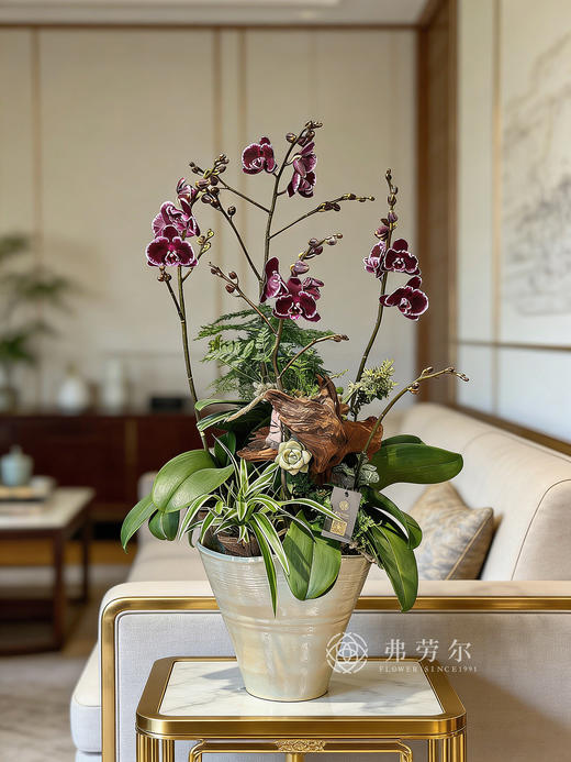 幸福美满-米白盆蝴蝶兰 商品图0