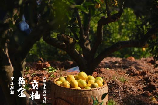 黄金贡柚|有机种植|果肉饱满 果汁丰盈 个大饱满 肉嫩多汁 商品图3
