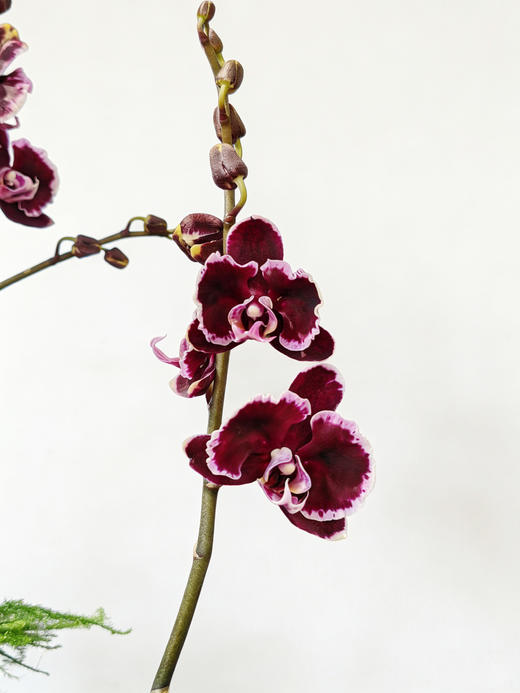 幸福美满-米白盆蝴蝶兰 商品图1