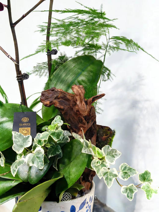 安居乐业-高脚蓝白盆蝴蝶兰 商品图2