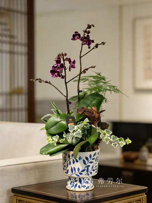 安居乐业-高脚蓝白盆蝴蝶兰 商品图0