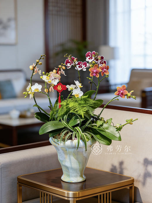 欣欣向荣-陶盆蝴蝶兰 商品图0