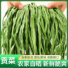 【云南大理贡菜干】特级贡菜干 干货好货 脱水蔬菜 农家自制特产 无叶新鲜干苔菜 3种规格任选 商品缩略图0