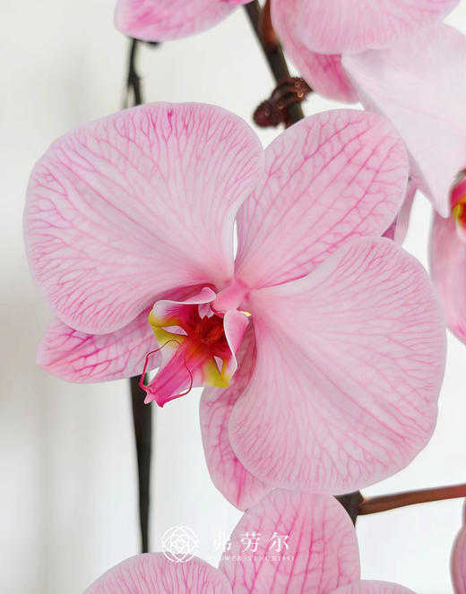 马卡龙蝴蝶兰粉 商品图2