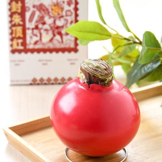 朱顶红/份 花束 商品图0