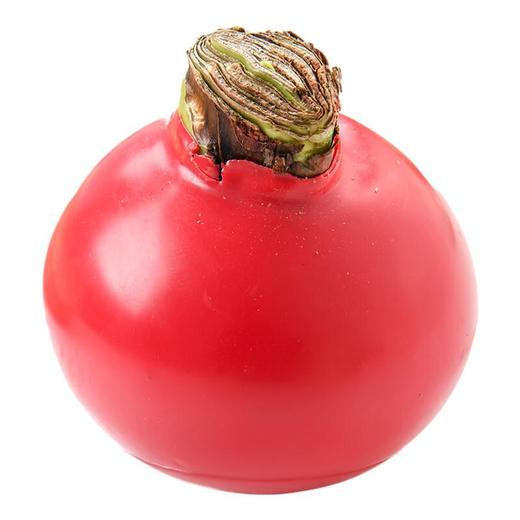 朱顶红/份 花束 商品图1